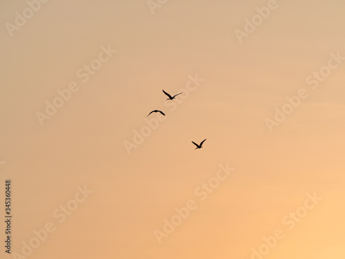 Silhouetted Birds Flying in the Sunset Sky © CarlosTamsui