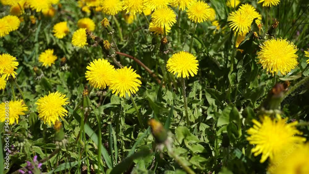 Spring Dandelion On the Lawn Near the House. Spring Dandelion On the Lawn Near the House.
