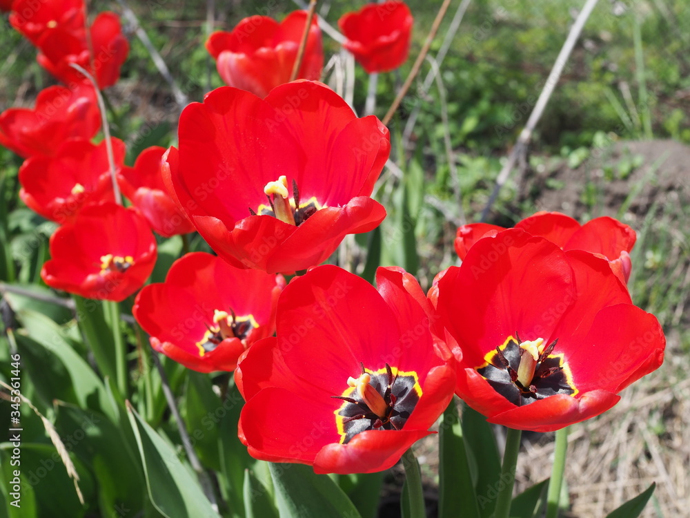 Red tulips in the garden on sunny spring day Red tulips in the garden on sunny spring day