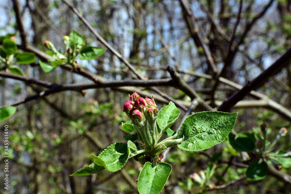 Red Apple blossom Bud with blurred back ground Red Apple blossom Bud with blurred back ground