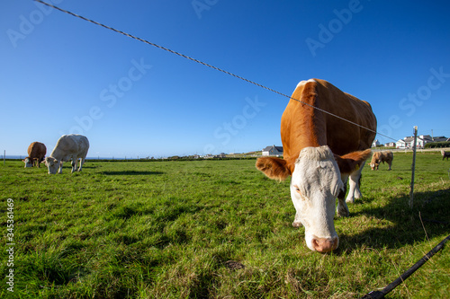 Co Donegal. Ireland April 2019.
a brown cow grazing alongside other cows on a beautiful green meadow in Northern Ireland with a radiant blue cloudless sky