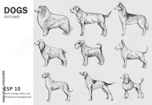 Set of popular breeds of dog. Hand drawn vector outlines. Black on transparent background