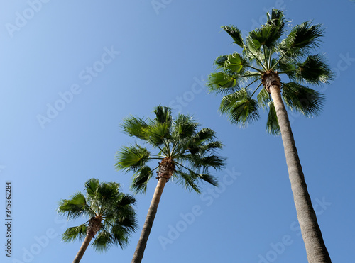 Three palm trees on blue sky background.
