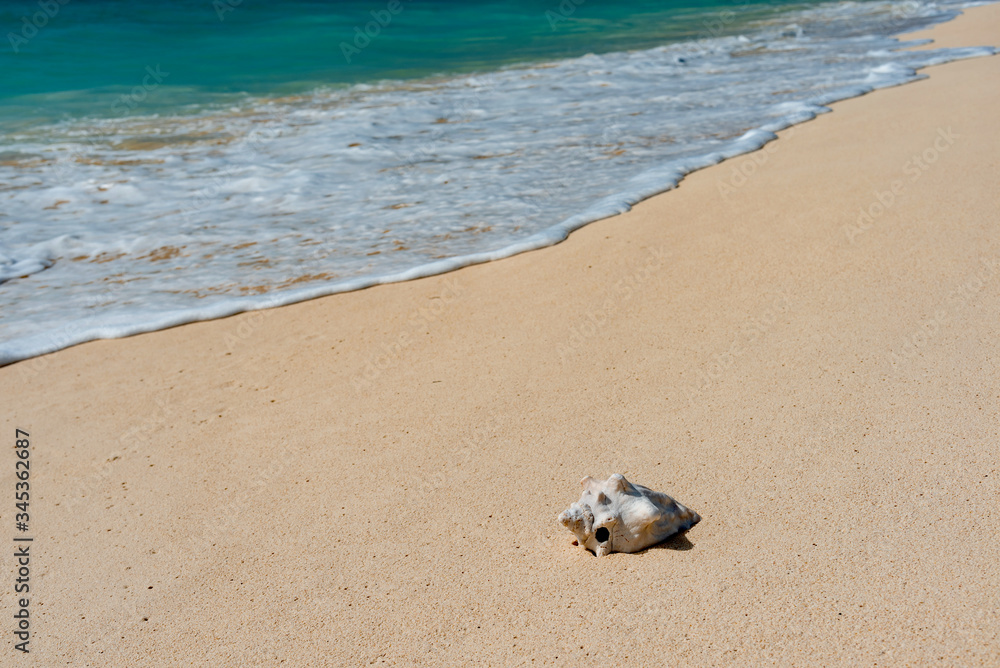 luxury and palm trees on the white sand tropical island of Anguilla luxury and palm trees on the white sand tropical island of Anguilla