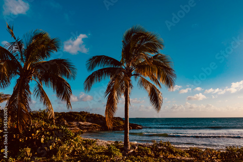 palm tree on the beach