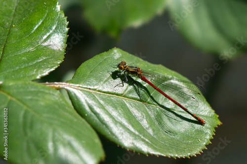 Dragonfly perched on a leaf