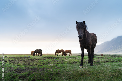 Icelandic horses are very unique creatures for the Iceland. These horses are more likely ponies but quite bigger and they are capable of surviving hard weather conditions that are usual for the north