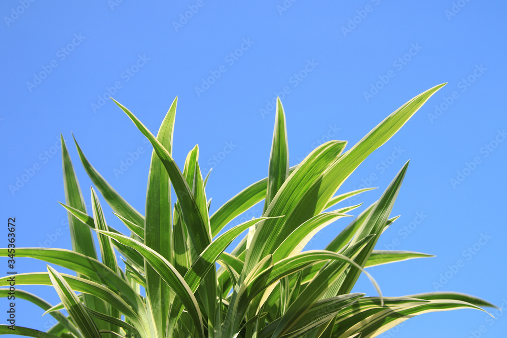 Beautiful leaves spring time on blue sky background