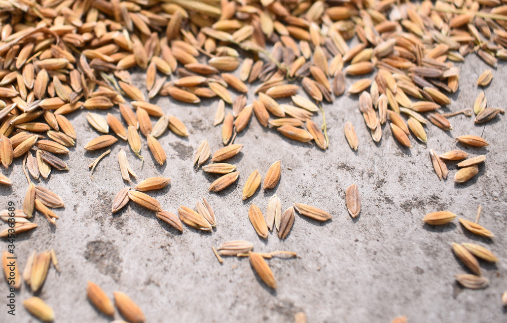 Εκτύπωση καμβά Closeup image of paddy seeds spread in the ground to get it dry.