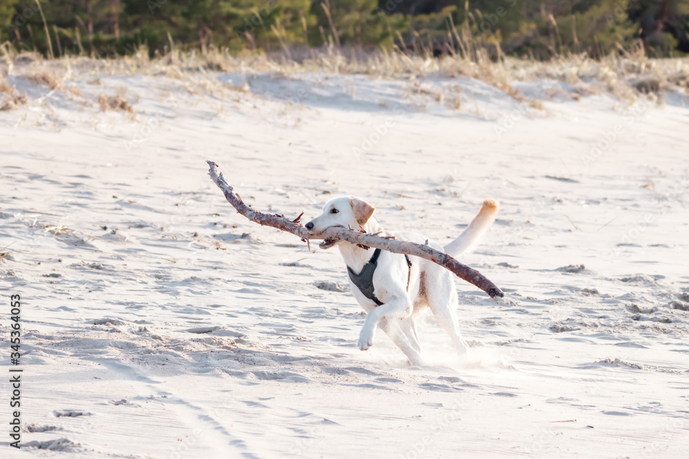 Golden labrador retriever dog on the beach playing with a stick.