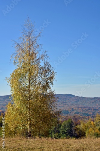 colorfully forest trees in autumn season on sunny day