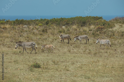 A herb of zebras stand on the grass field in Africa