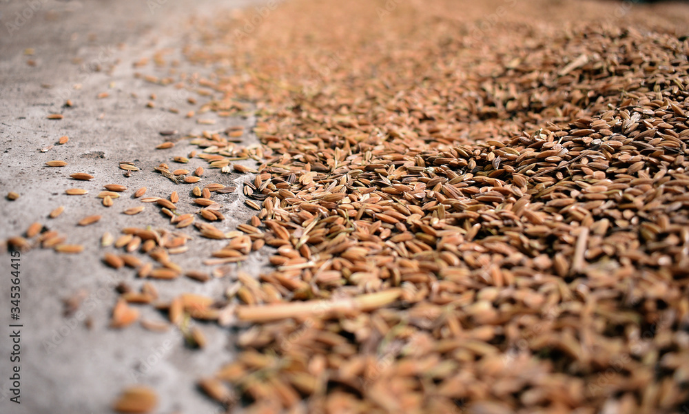 Closeup image of paddy seed before extracting rice seed Closeup image of paddy seed before extracting rice seed