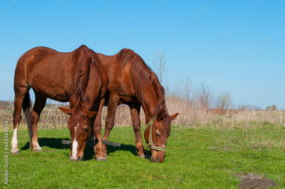 wild horse on a large meadow with beautiful scenery of blue sky and quiet at sunrise wild horse on a large meadow with beautiful scenery of blue sky and quiet at sunrise