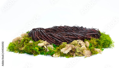 Fantasy Nest Background Photo Prop with green moss Isolated on white background.