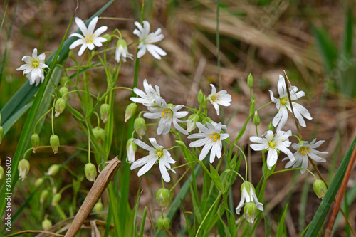 Große Sternmiere (Stellaria holostea) im Spessart - addersmeat, greater stitchwort photo