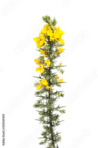 Fresh gorse flowers