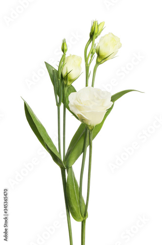 White lisianthus flowers