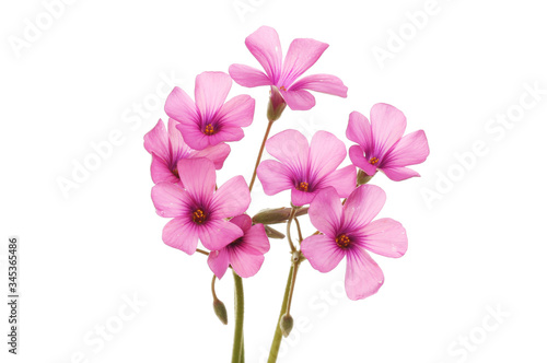 Wallpaper Mural Pink oxalis flowers Torontodigital.ca