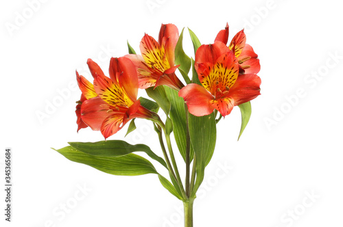 Red and yellow alstroemeria
