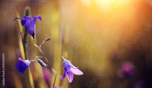 Fototapeta Naklejka Na Ścianę i Meble -  Blue Harebells (Campanulas) wild flowers