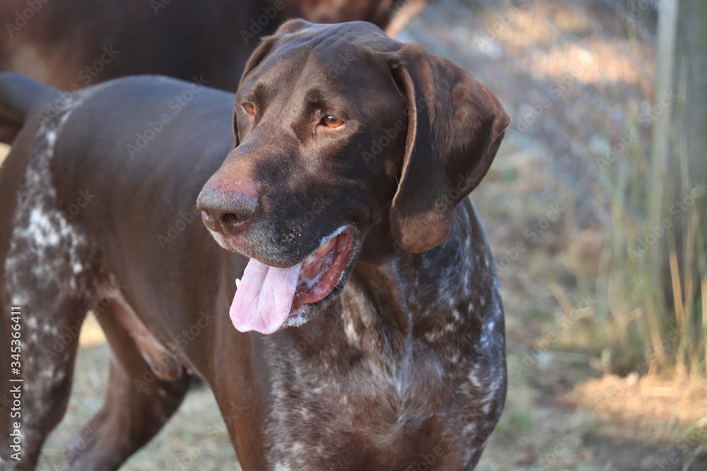 German Shorthaired Pointer male