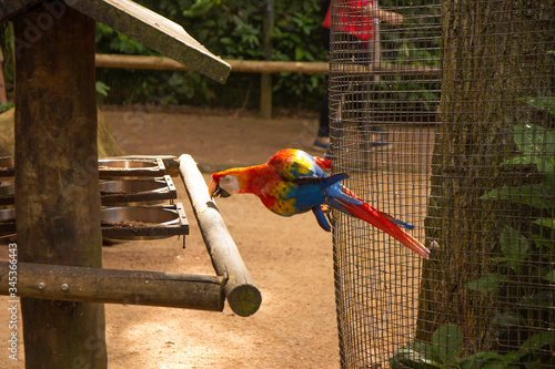 Papagaio photo