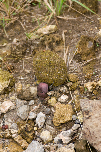 A brown dung beetle Onthophagus gazella Fabricius) rolling a ball of dung along the ground, Kenya, East Africa photo