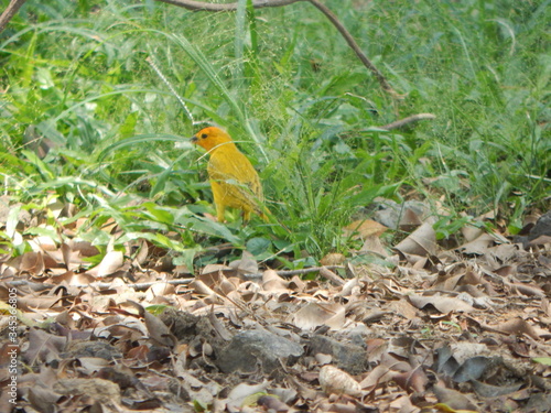 canarios de parque natural, en su esplendor photo