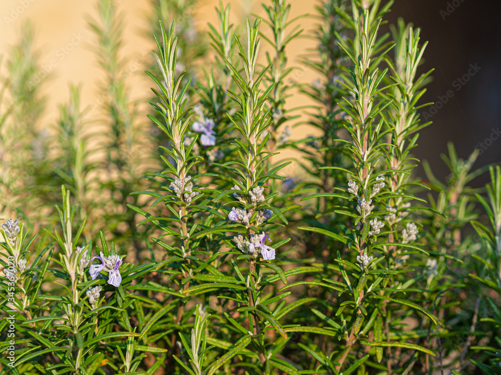 rosemary herb with flower, natural mediterranean ingredient rosemary herb with flower, natural mediterranean ingredient