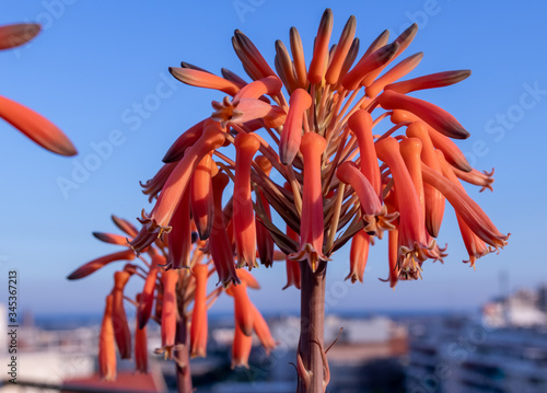 Aloe mudenensis orange flower close-up outdoors photo