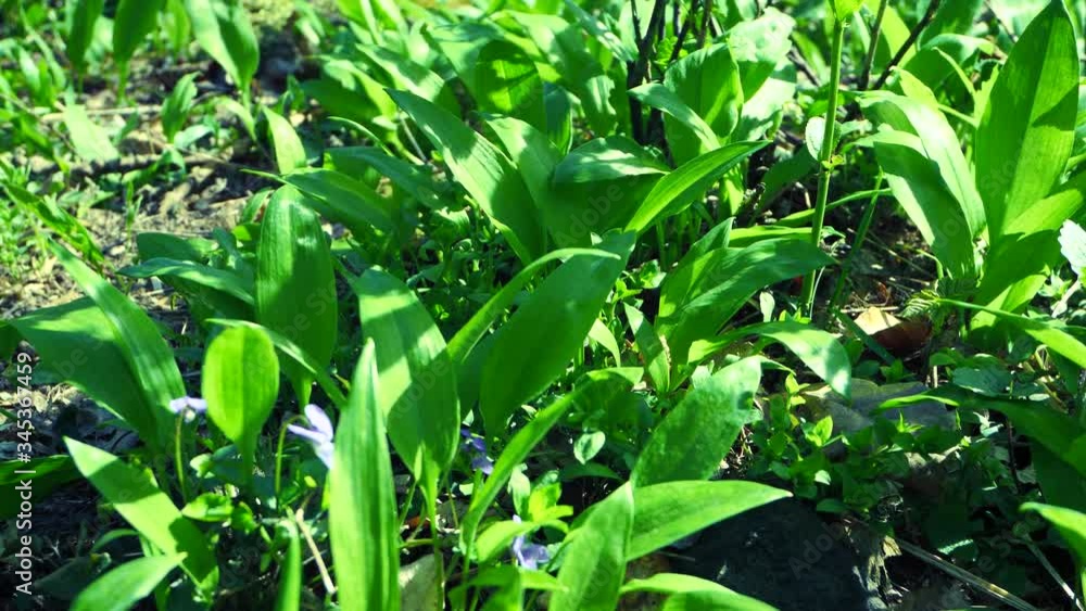 Fresh leaves of herb wild bears garlic and grasses growing in spring forest. Plant wild garlic, detail in spring nature. Green springtime plants. Fresh leaves of herb wild bears garlic and grasses growing in spring forest. Plant wild garlic, detail in spring nature. Green springtime plants.