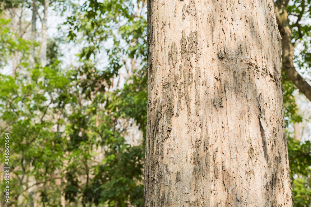 Teak Trees in Thailand precious hardwoods one of the last major areas of tropical forest in Asia Teak Trees in Thailand precious hardwoods one of the last major areas of tropical forest in Asia