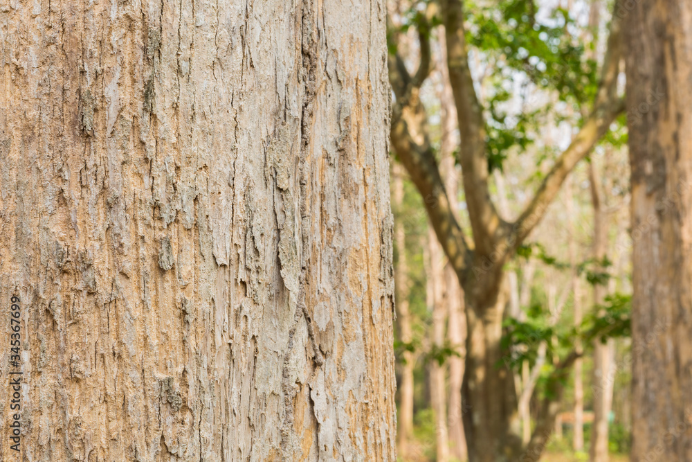 Teak tree in the forest with blurred background Teak tree in the forest with blurred background