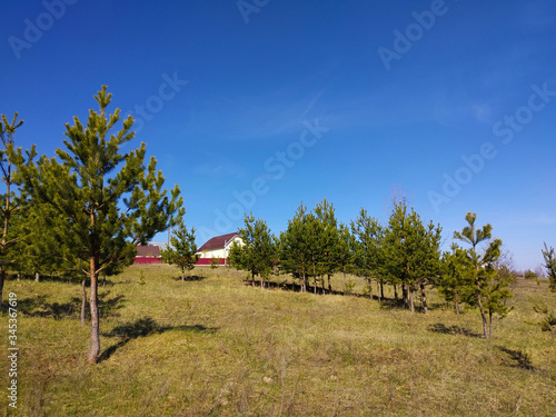 Spring landscape with young pine on meadow at solar day