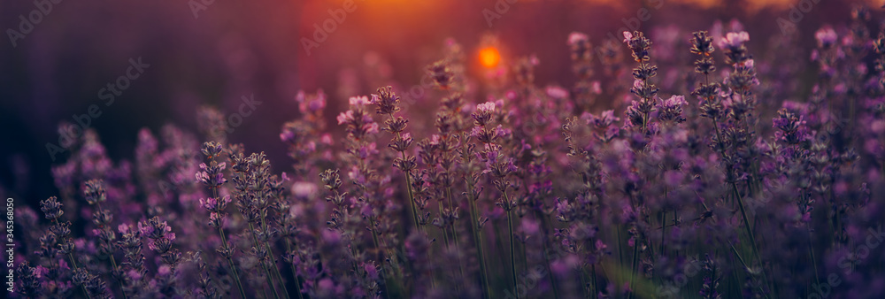 Beautiful lavender fields at sunset. Beautiful lavender fields at sunset.