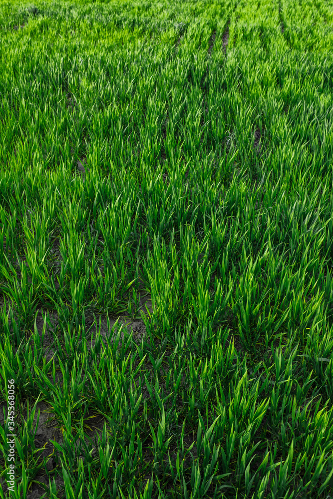 Obraz premium green grass on green background. Green field
