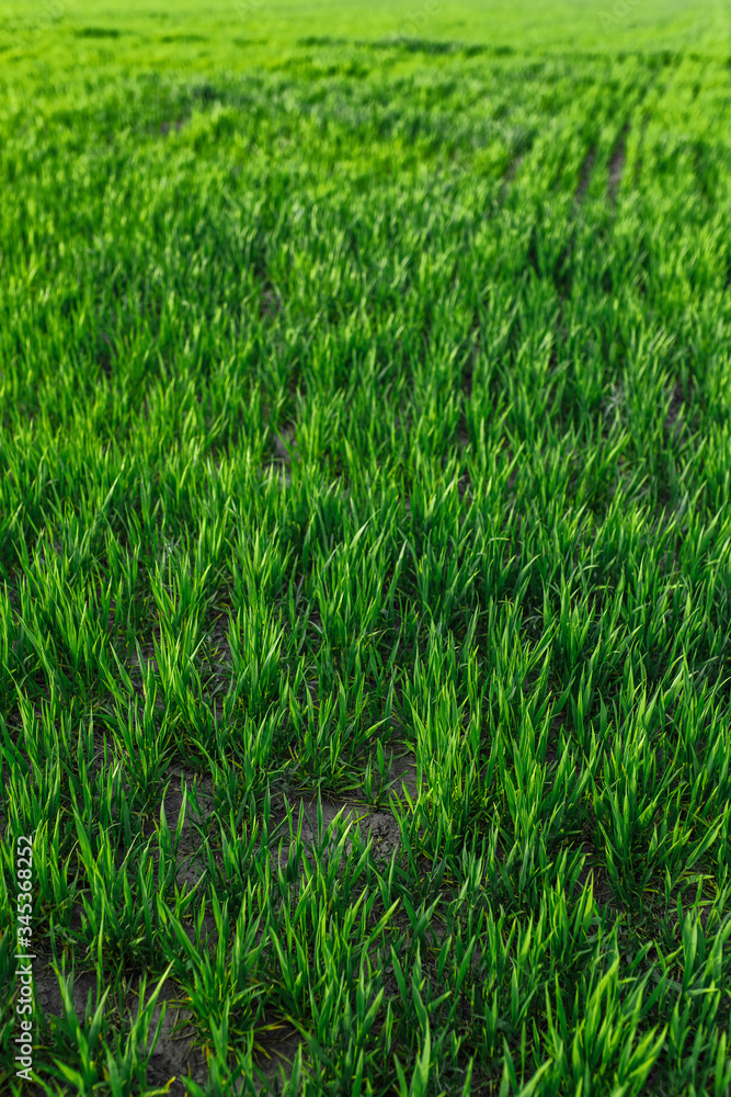 green grass on green background. Green field green grass on green background. Green field