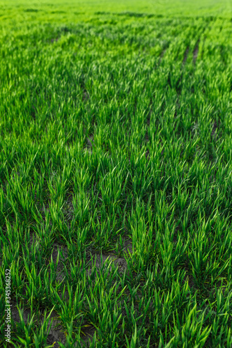 green grass on green background. Green field