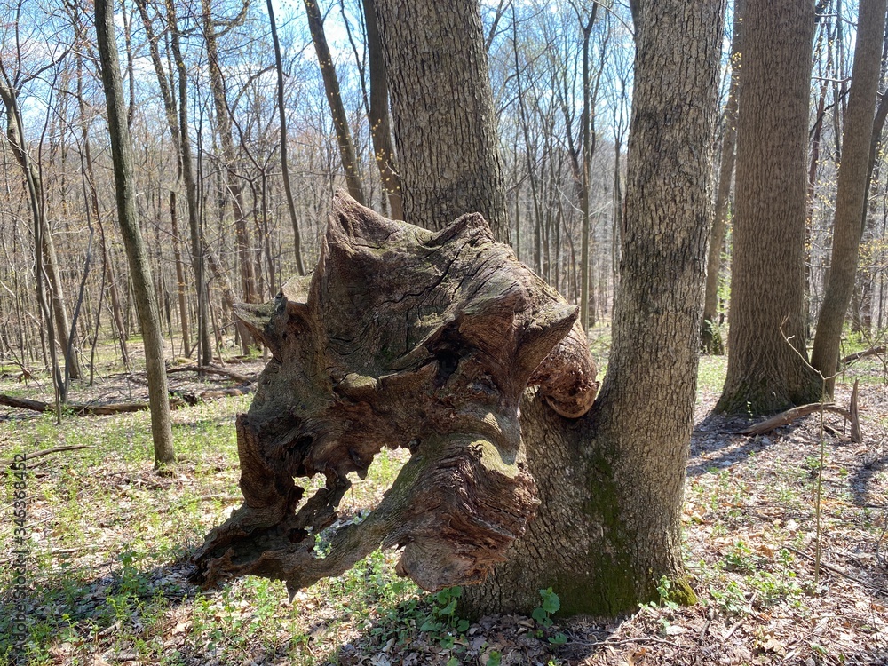 Old dead tree fallen over