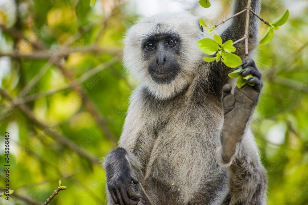 Obraz premium A black face with white fringing is how the Vervet Monkey is identified. The rest of the body is a shade of gray. The males are typically much larger than the females. The males can be from 8 to 18 po