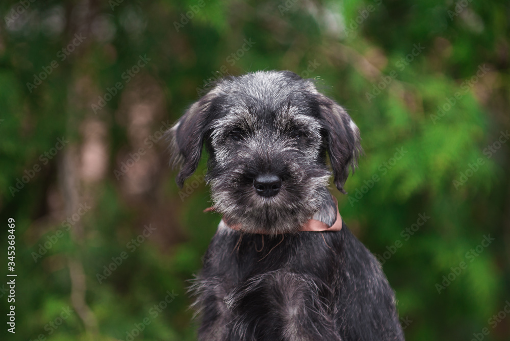 Dog, puppy, cute puppy, schnauzer, mittelschnauzer, german dog, schnauzer puppy, cute schnauzers, small dog, portrait of a dog, photograph of dogs