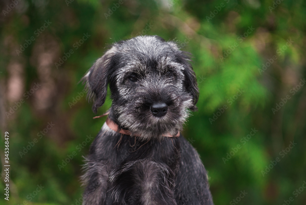 Dog, puppy, cute puppy, schnauzer, mittelschnauzer, german dog, schnauzer puppy, cute schnauzers, small dog, portrait of a dog, photograph of dogs