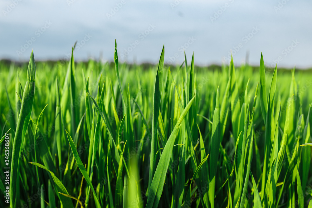 green grass on green background. Green field green grass on green background. Green field