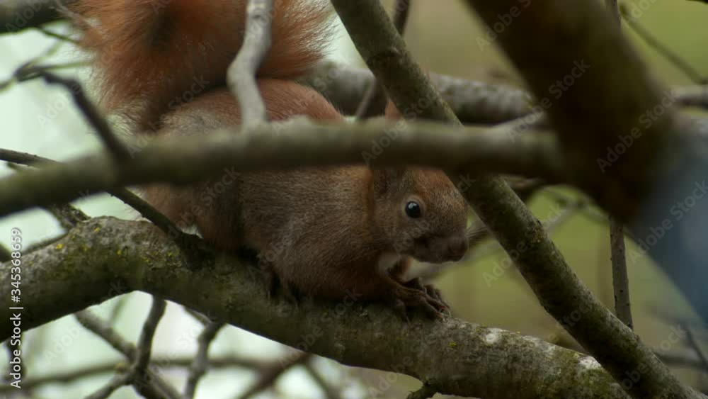 Red Squirrel Standing on the Branch Red Squirrel Standing on the Branch
