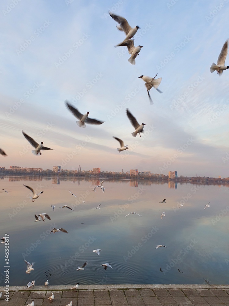 flock of seagulls