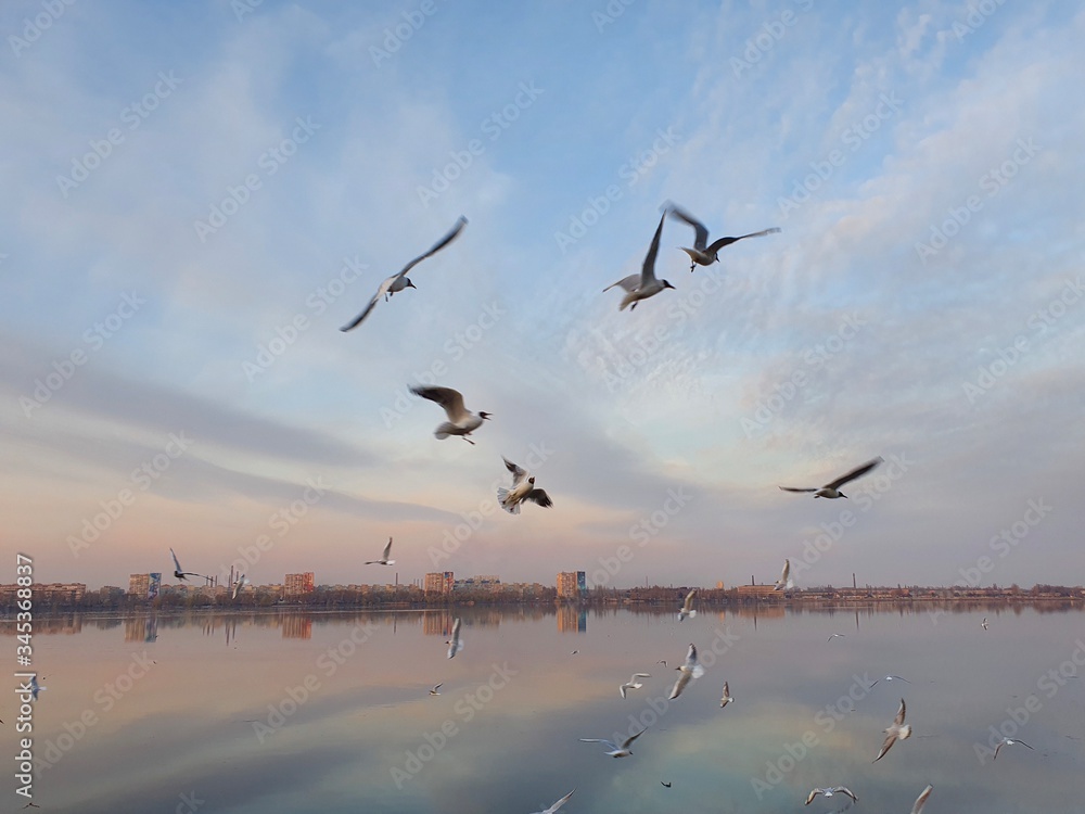 Fototapeta premium River gulls fly over the river in the city at sunset. Beautiful evening landscape. 