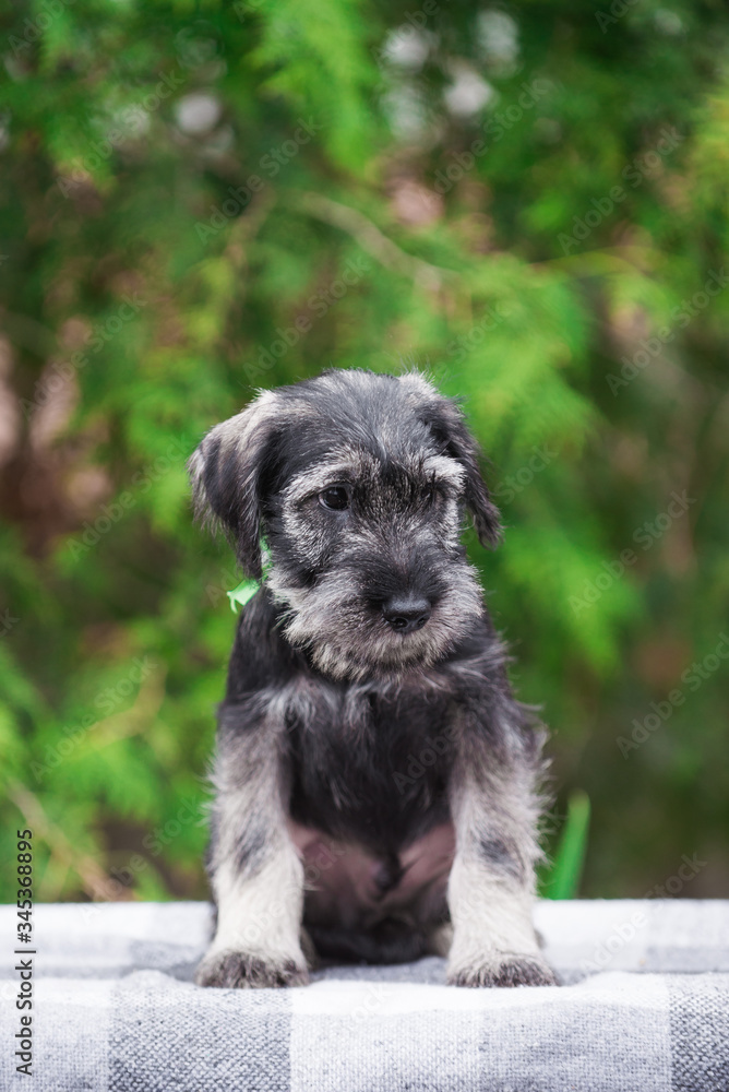 Dog, puppy, cute puppy, schnauzer, mittelschnauzer, german dog, schnauzer puppy, cute schnauzers, small dog, portrait of a dog, photograph of dogs