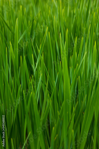 Fresh blades of grass macro closeup