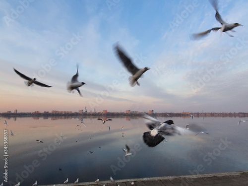 Seagulls fly in the sky over the river at sunset